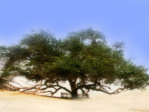 Tree-of-Life.jpg