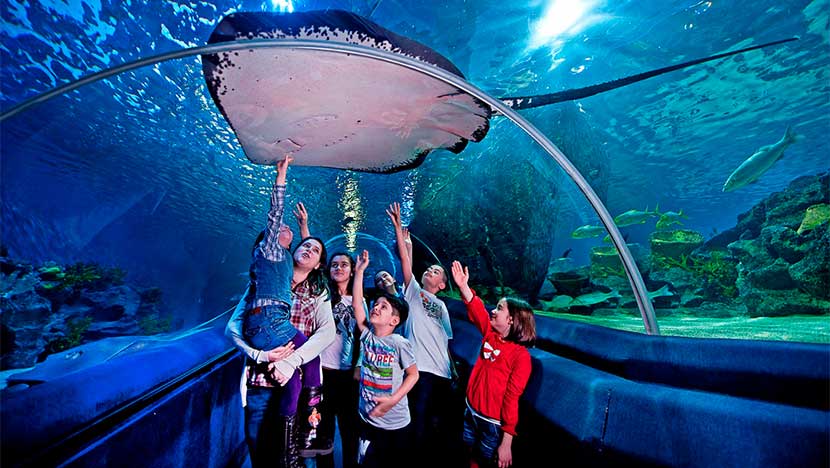 1554920124_847_istanbul-aquarium-1.jpg