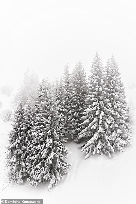 of_snowy_trees_in_the_mountains-a-68_1550247273106.jpg