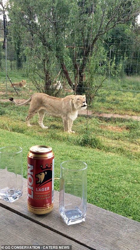 e_watching_the_lions_slink_by-a-63_1545998378148-1.jpg