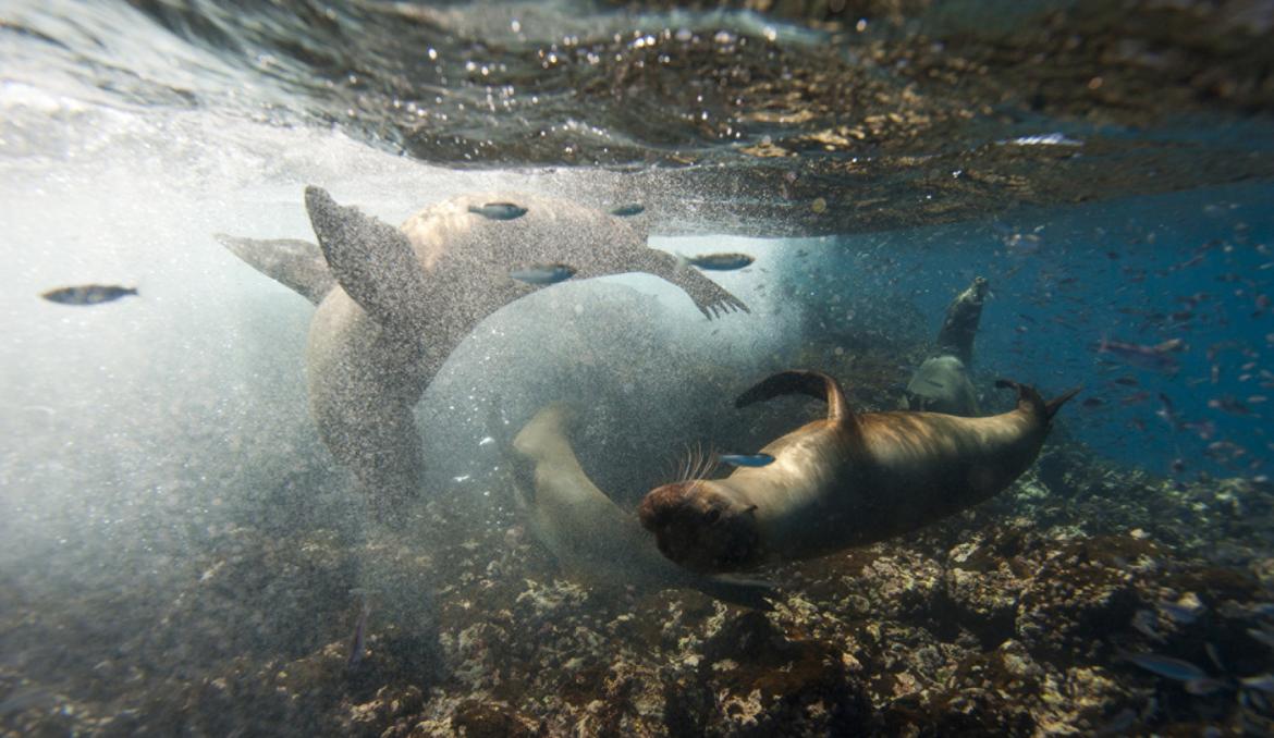 Sea_lions-1170x678.jpg