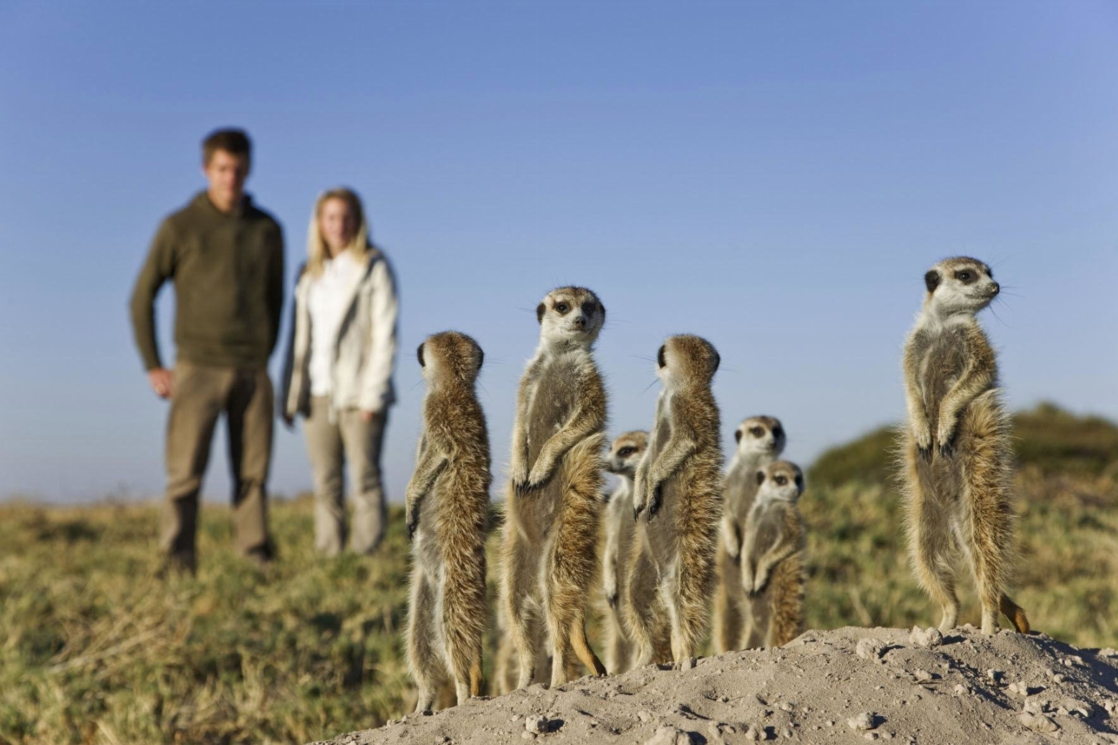 jacks-camp-wildlife-meerkat-01.jpg