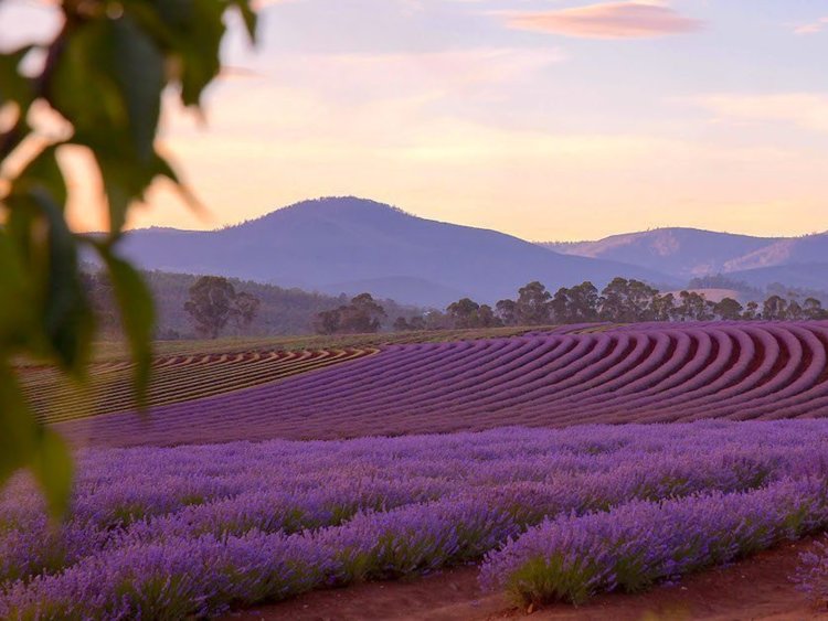 Tasmania-Australia.jpg