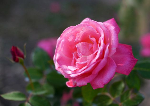 Princess-Grace-Rose-Garden.jpg