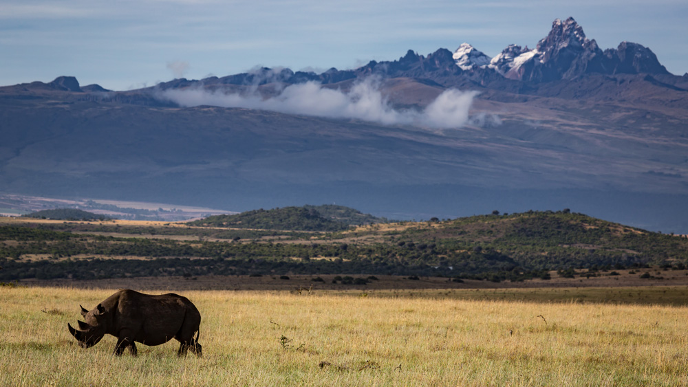 rhino-mt-kenya.jpg