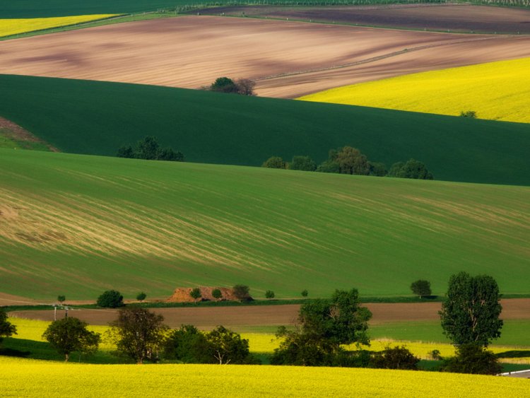 Moravian-Fields.jpg