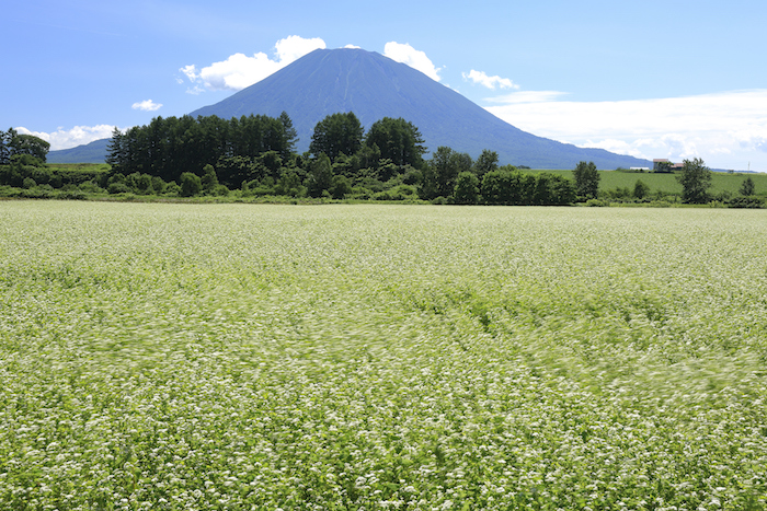 Niseko.jpg