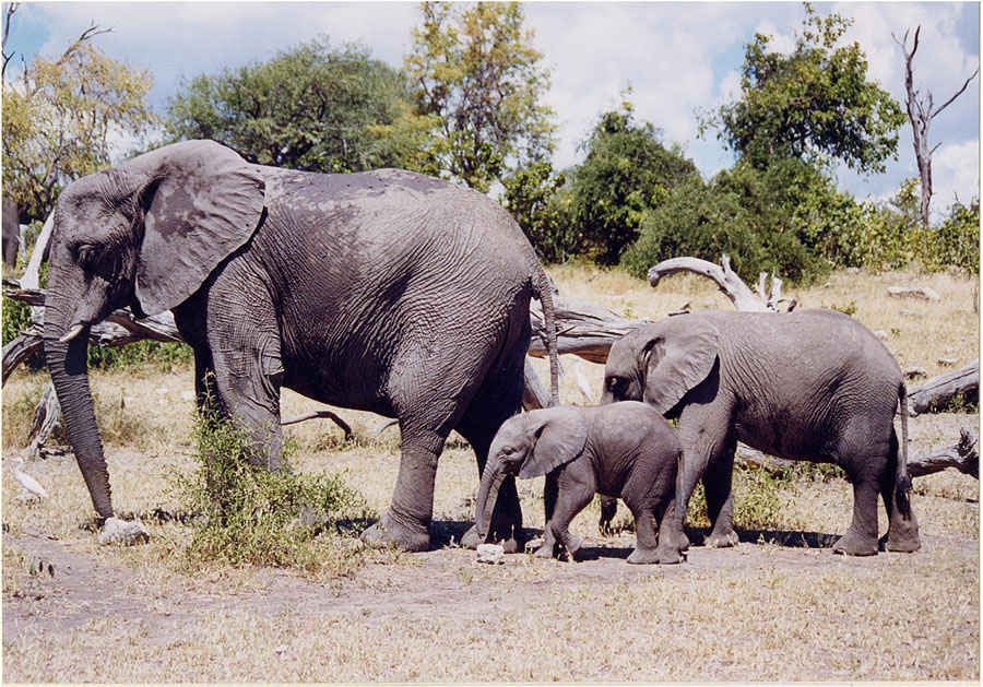 elephants-in-botswana-lg.jpg