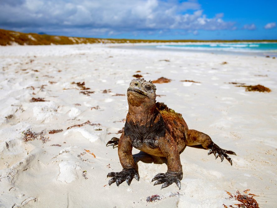 galapagos-islands.jpg