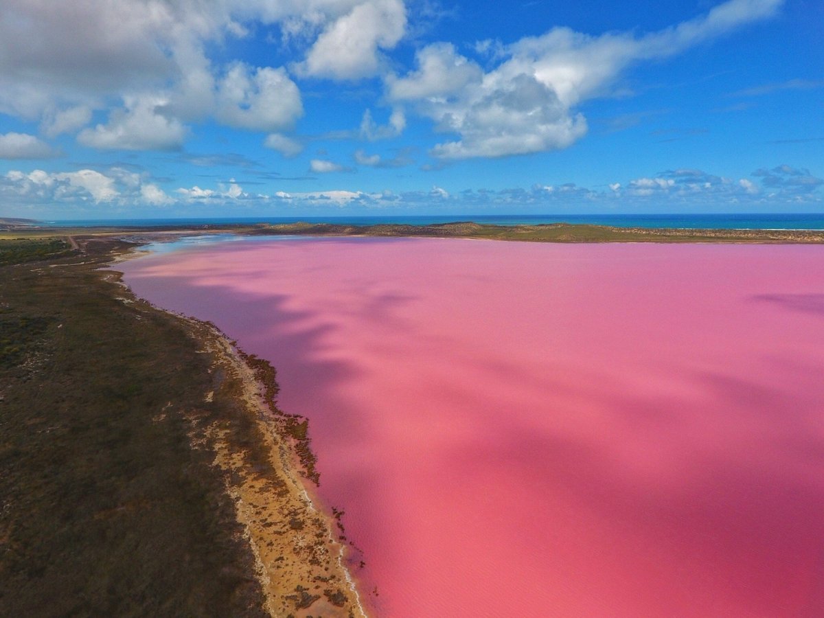 beta-carotene-algae-causing-the-water-to-turn-pink.jpg