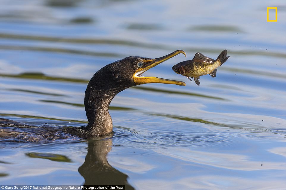 _a_fish_in_a_local_pond_To_eat_-a-60_1510079505457.jpg