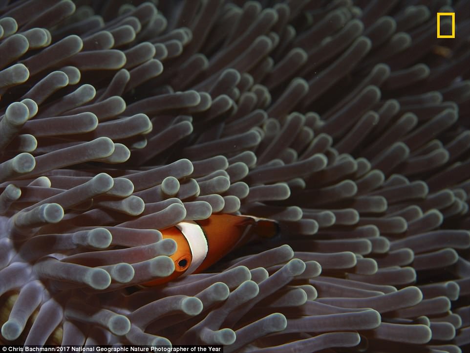 _the_clownfish_also_known_as_an-a-98_1510080756911.jpg