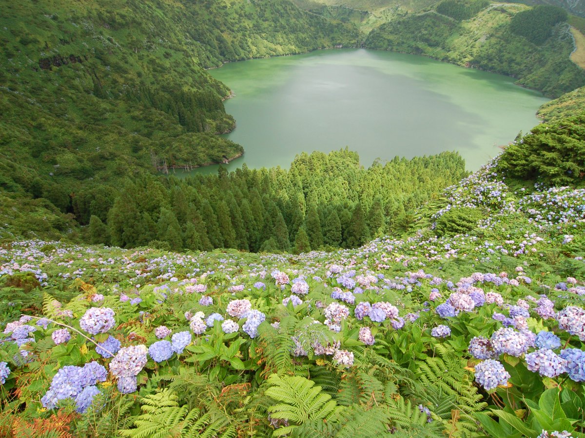 the-bountiful-wildflowers-that-surround-the-area-i.jpg