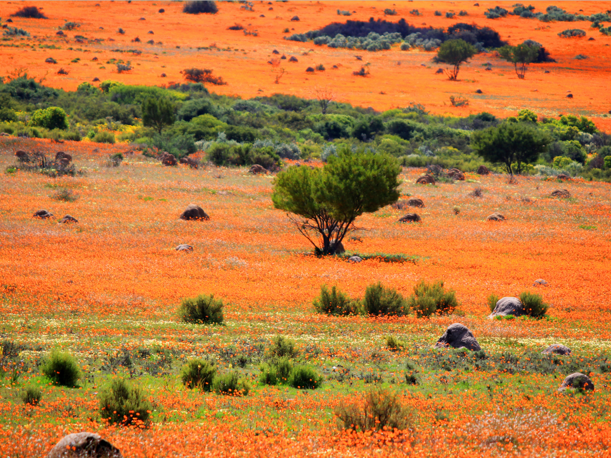 area-suddenly-fills-with-orange-and-white-daisies-.png