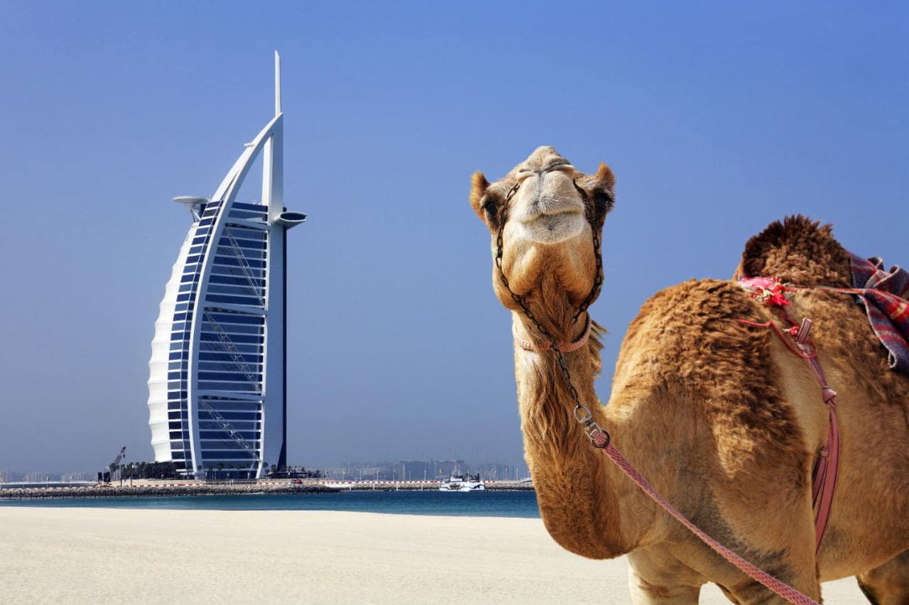 dubai-camel-burj-al-arab-xlarge.jpg