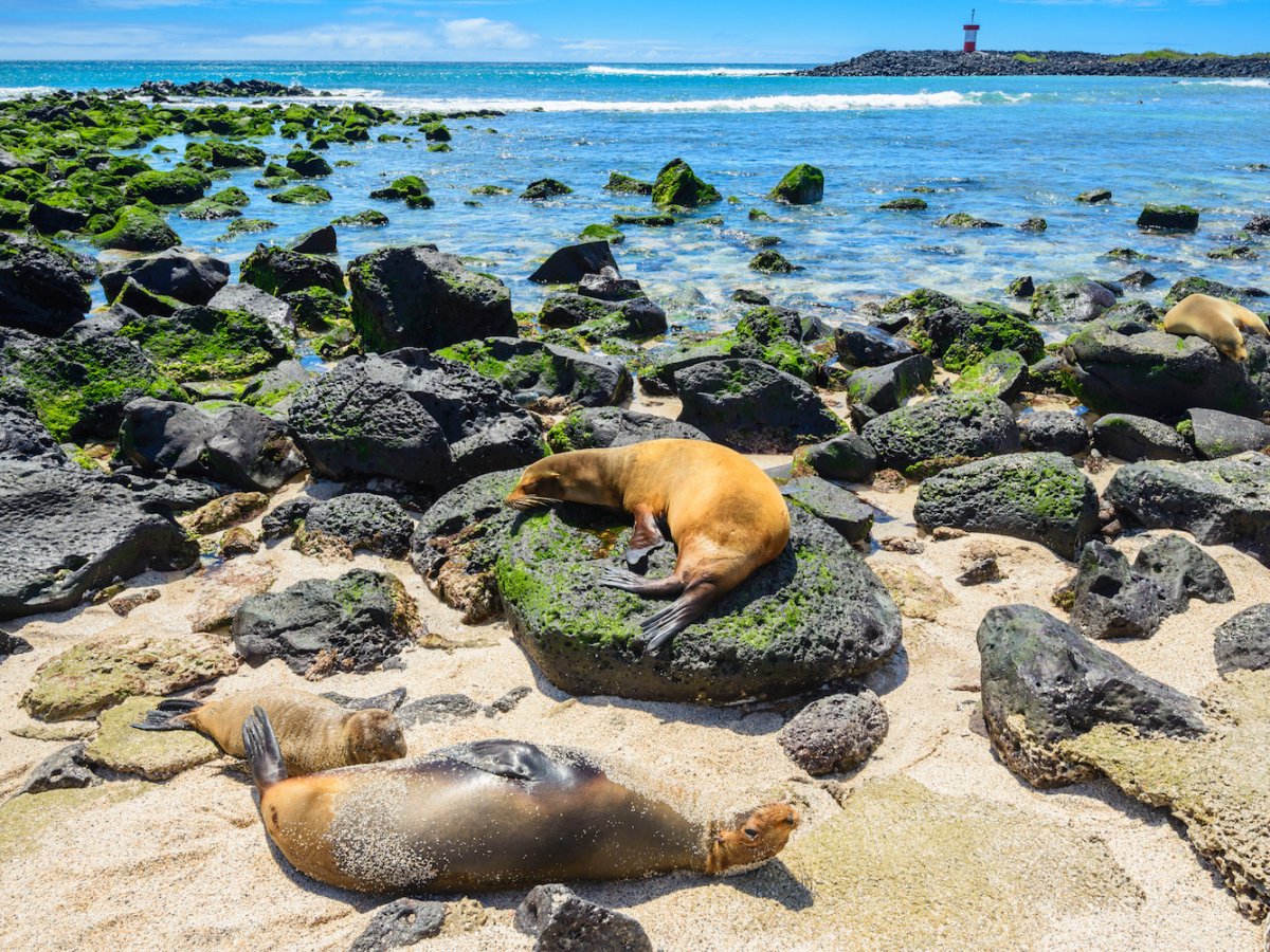 the-galapagos-islands-ecuador.jpg