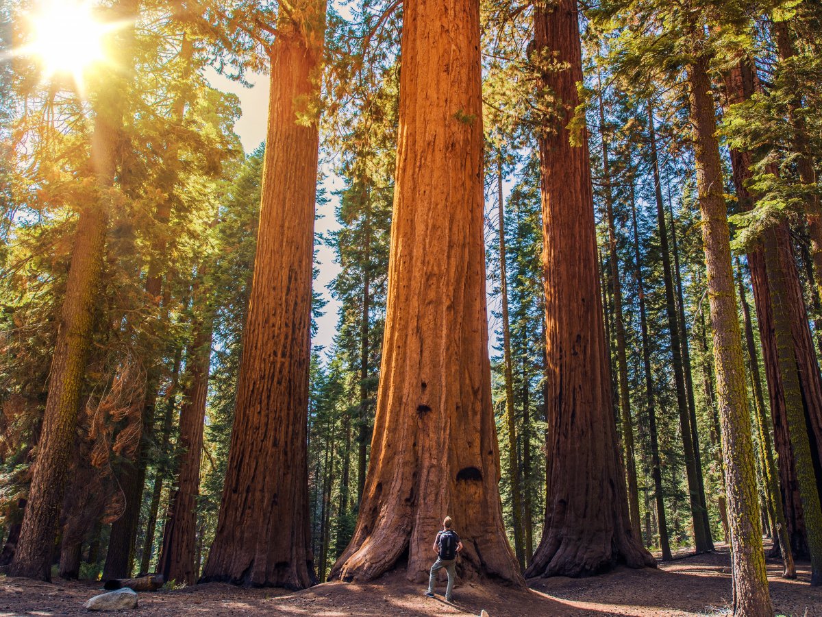 sequoia-national-park-california-usa.jpg