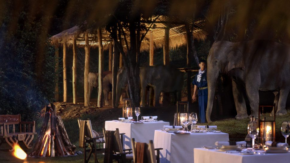 003496-07-elephant-dining-outdoors.jpg