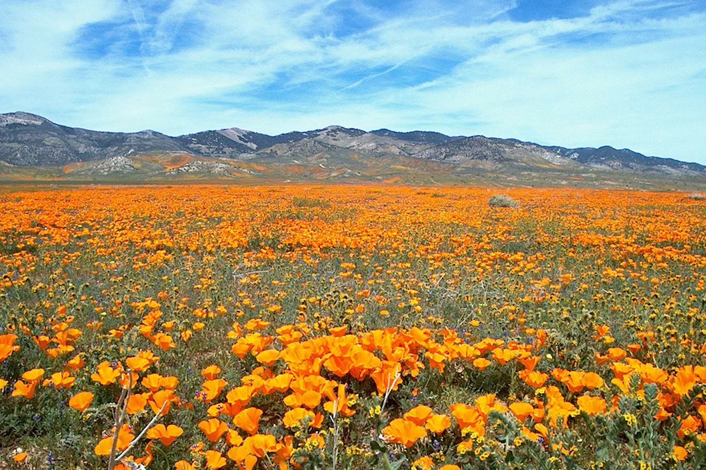 California-poppies-pixabay.jpg