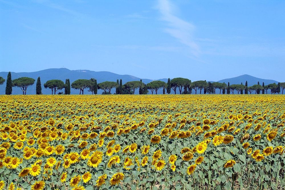 Tuscany-sunflowers-wikicommons.jpg