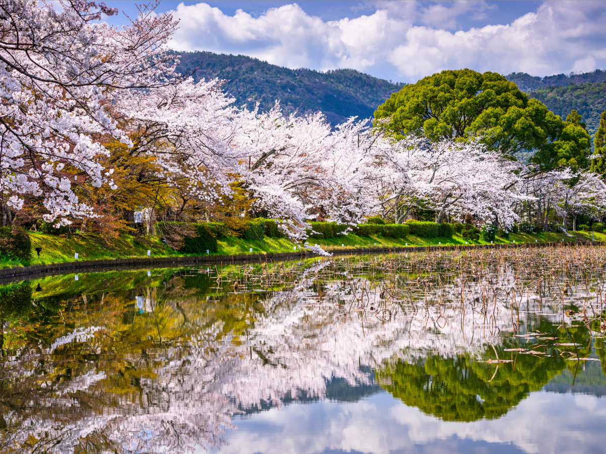 kyoto-japan.png