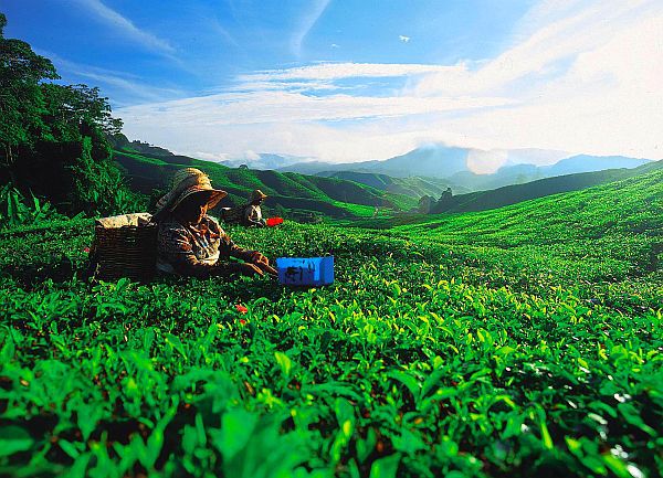 The-Cameron-Highlands-is-Malaysias-most-extensive-hill-station..jpg