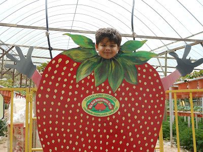 Our-favorite-was-the-Big-Red-Strawberry-farm-in-the-center-of-Brinchang.jpg