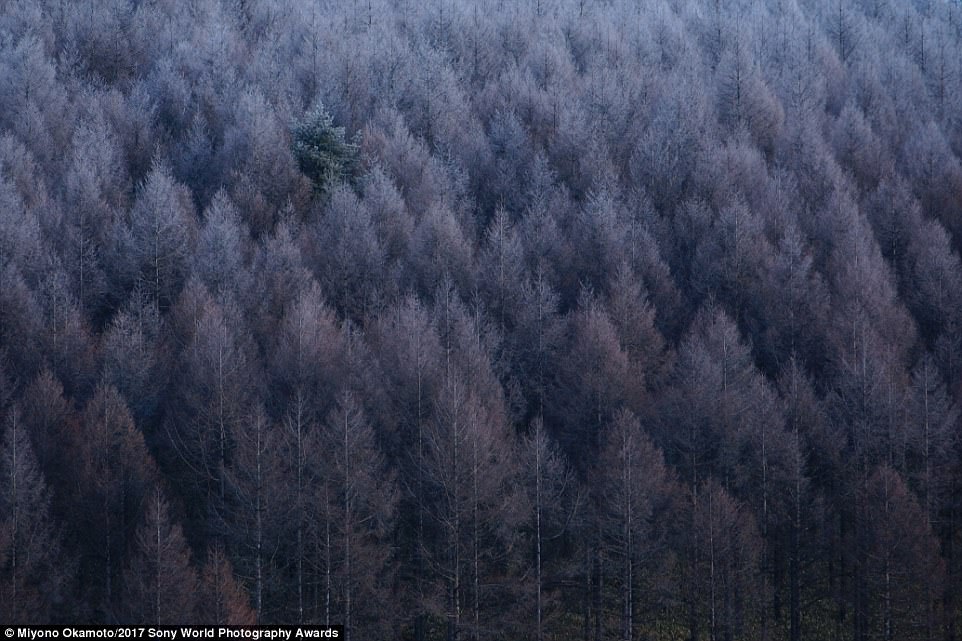 tree_in_Nagano_Prefecture_in_Ja-a-17_1490521083807.jpg