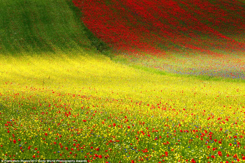 _flowery_plain_in_the_Sibillini-a-21_1490521083882.jpg