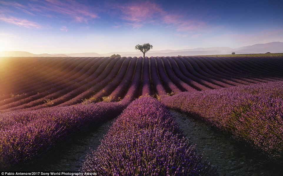 Valensole_in_the_Alpes_de_Haute-a-19_1490521083827.jpg