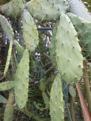 The-Cactus-Valley-just-below-the-Big-Red-Strawberry-farm-was-also-amazing.jpg