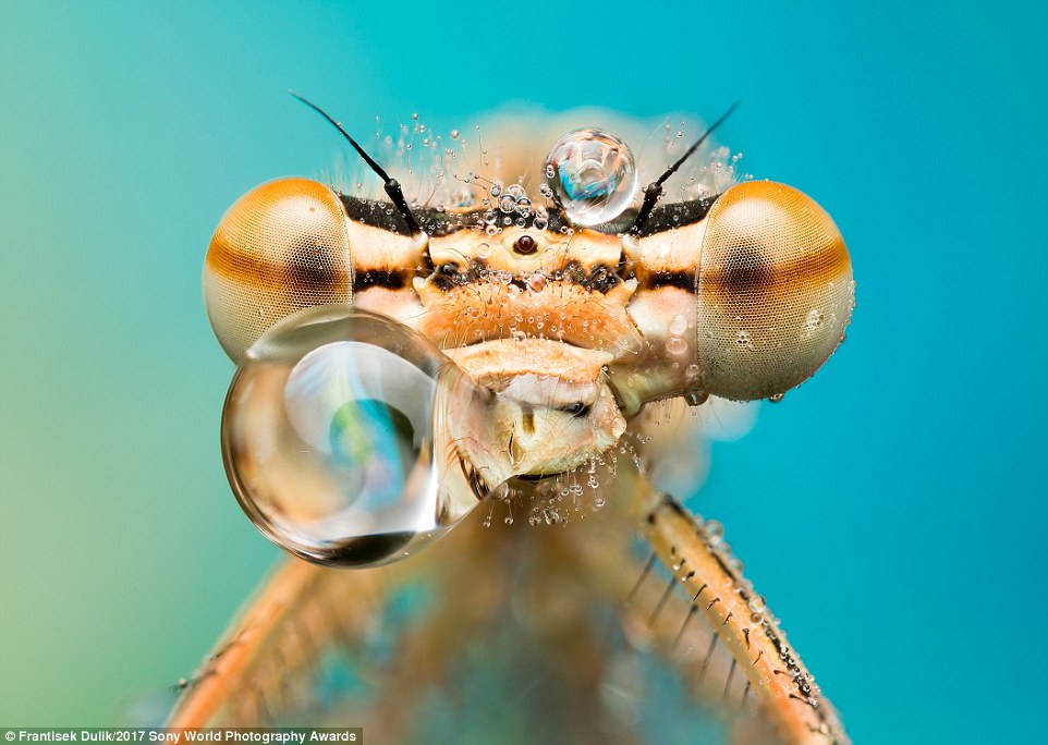 aked_damselfly_is_a_combination-a-10_1490521083562.jpg