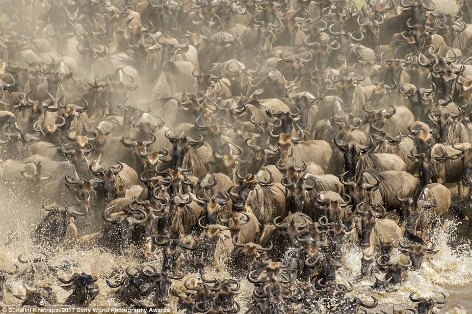 _crossing_the_Mara_river_is_a_si-a-5_1490521083492.jpg