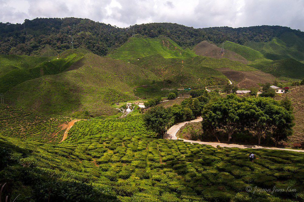 Cameron-Valley-Bharat-tea.jpg