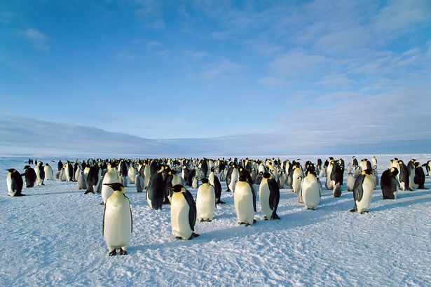 PROD-Emperor-Penguin-Colony.jpg