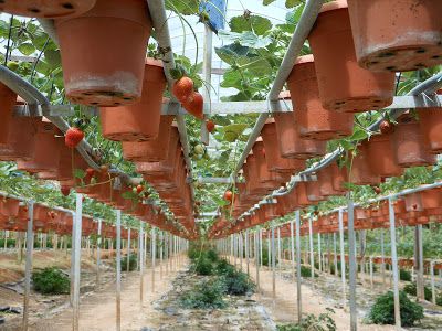 There-are-no-shortage-of-strawberry-farms-where-you-can-enjoy-a-full-array-of-strawberry-treats.jpg