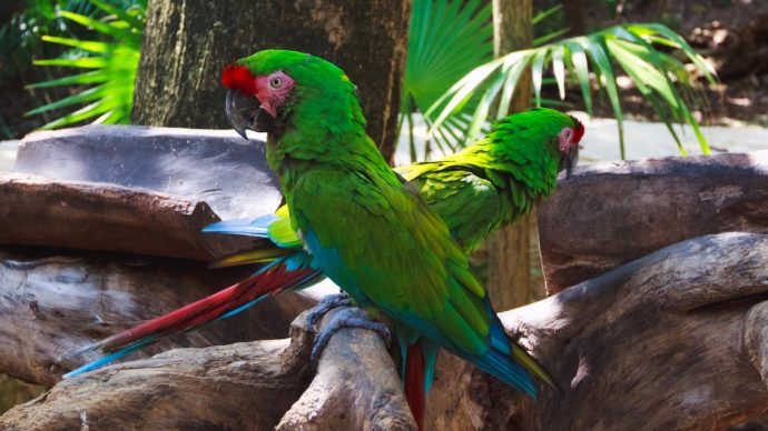 in-cancn-youll-see-everything-from-parrots-690x388.jpg