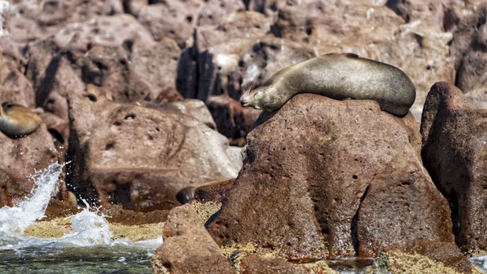 e-sea-lions-who-can-often-be-found-sunbath-690x388.jpg