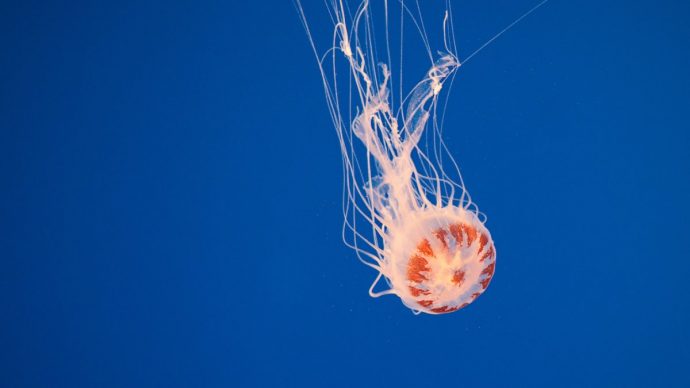 to-jellyfish-690x388.jpg