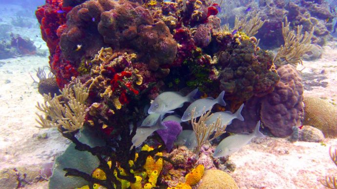 -time-exploring-the-coral-reefs-of-cozumel-690x388.jpg