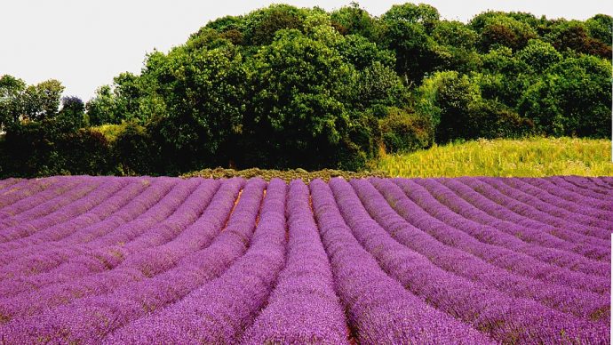 fierce_purple_lavender_-a-46_1484241907268-690x388.jpg