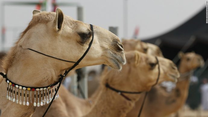 6122737-abu-dhabi-camel-market-1-super-169-690x388.jpg