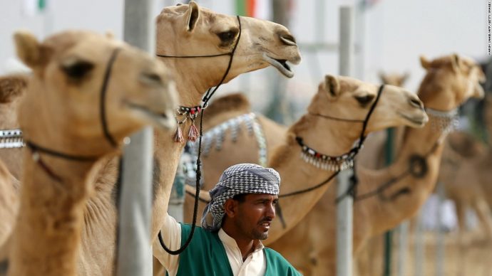 026131445-abu-dhabi-camel-market-super-169-690x388.jpg