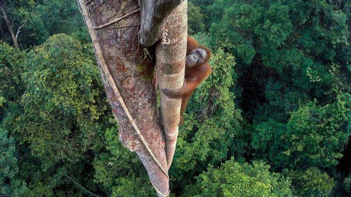 s-way-up-a-strangler-fig-tree-in-indonesia-690x388.jpg