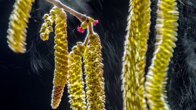 are-released-from-these-hazel-tree-flowers-690x388.jpg