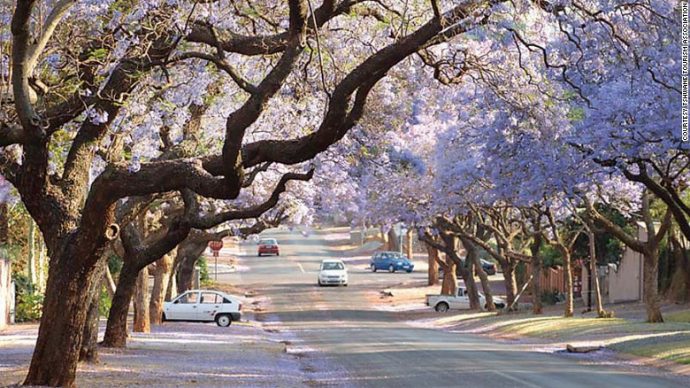 160908103029-pretoria-jacaranda-trees-exlarge-169.jpg