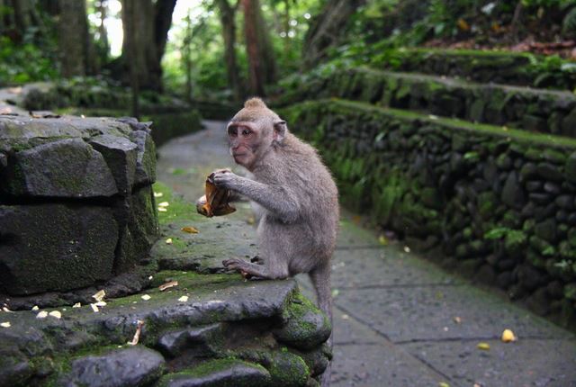 Monkey-Forest-in-Bali3.jpg