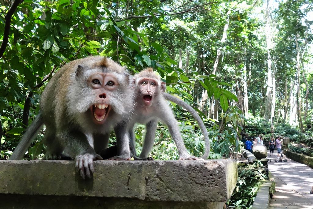 Monkey-Forest-in-Bali4.jpg