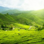 Tea-Cameron-Highlands-150x150.jpg