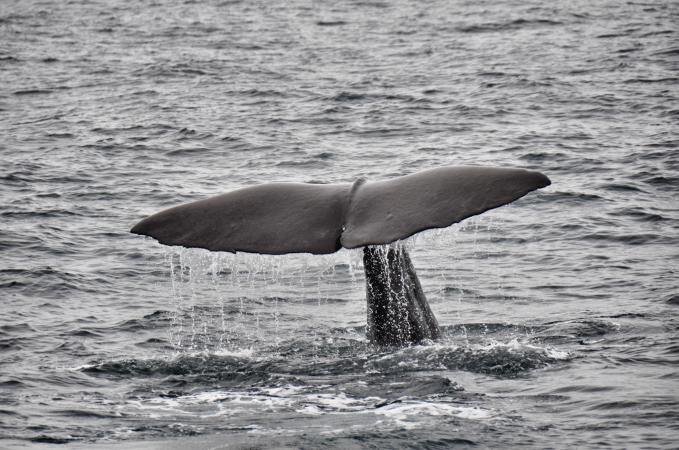 Whale-Watching-At-Kaikoura.jpg